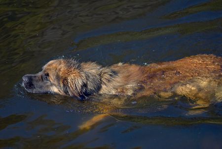 The swimming sheep-dog. Hot summer day on the river.の写真素材