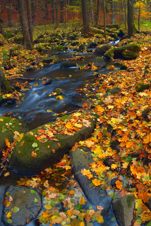 Mountain wood stream in an autumn forestの写真素材