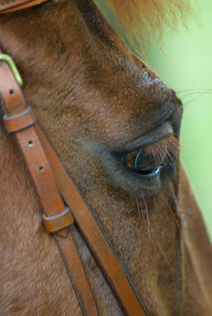 Close up of Horseheadの写真素材