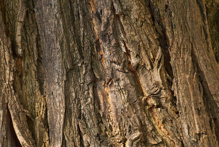 Structure of a bark old wooden trunk