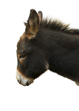 Portrait of a Donkey in front of a white background. 
の写真素材