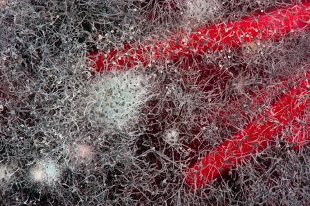 Cake with a mould. Extreme close up.の写真素材