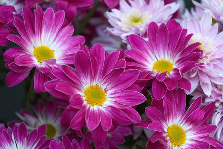 Cineraria violet blooms as background