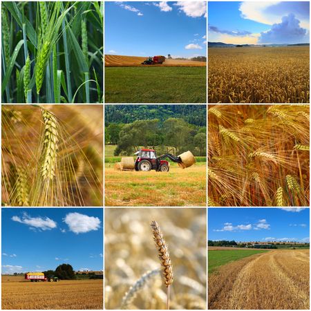 Harvesting. Collage form nine photos. の写真素材