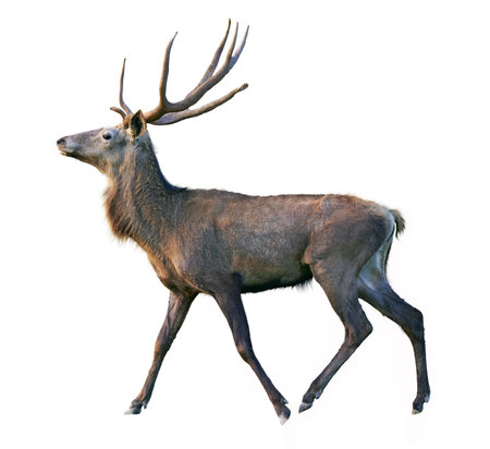 Deer on a white background with detail traced hairの写真素材