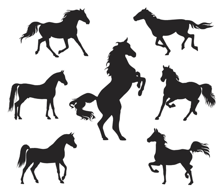 Silhouettes of Arabian Horseのイラスト素材
