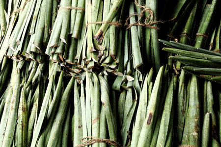 An image of a group of henequen clumps, ready to be stacked for their industrial process to make...