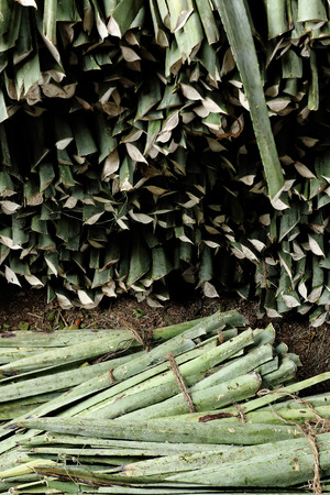 An image of a group of henequen clumps, ready to be stacked for their industrial process to make ropes, color, daylight, Mexicoの写真素材