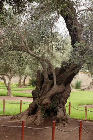 Longevityの写真素材