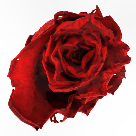close up of a red rose on white backgroundの写真素材