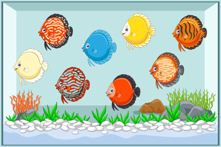 Cartoon discus fish swimming in aquariumのイラスト素材