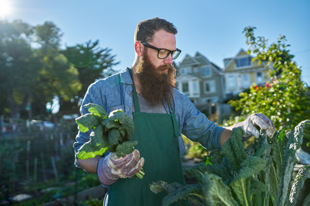 harvesting kale inside of urban communal gardenの写真素材