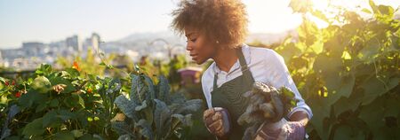 African american woman tending to kale in communal urban gardenの写真素材