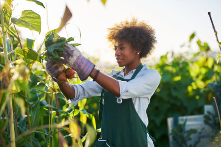 African american gardener looking at freshly picked from the ground golden beets at community...