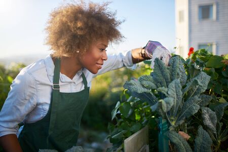 African american woman tending to kale in communal urban gardenの写真素材
