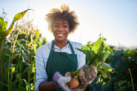 African american gardener posing for portrait with freshly harvested golden beetsの写真素材