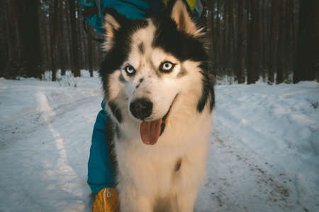husky with blue eyes and tongue in the forest walks with the owner nature sunset park pets dogの写真素材
