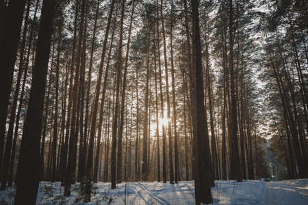 nature sunset forest trees rays of light snow winter paths forest belt natureの写真素材