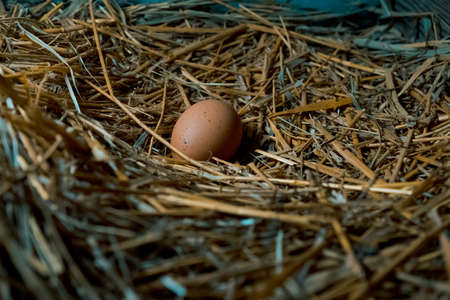 chicken egg in the coop straw easter natural nature nest chicken coop farmの写真素材