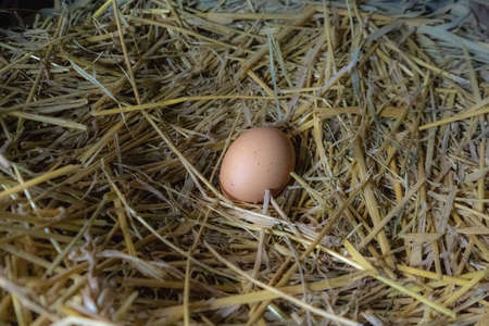 chicken egg in the coop straw easter natural nature nest chicken coop farmの写真素材