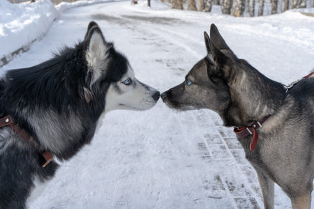 two dogs kissed noses love walk lovers winter spring feelings blue eyes