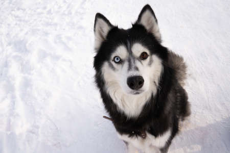 haughty look husky street winter pet dog wolf lookの写真素材
