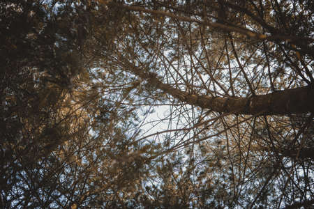 needles trees forest look into the sky blue nature branches trunksの写真素材