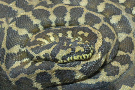 snake reticulated python coiled in a terrarium pets nature boa constrictorの写真素材