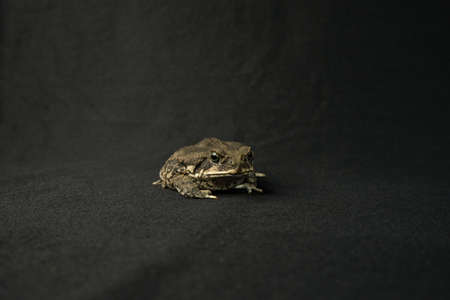 frog beige toad posing on a black background exotic animals pet terrariumisticsの写真素材