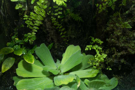 florarium botanical garden aquatic plants greenery petals clover leavesの写真素材