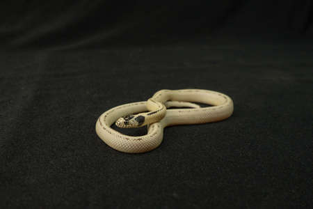white snake with black spots infinity sign exotic animal pet terrariumの写真素材