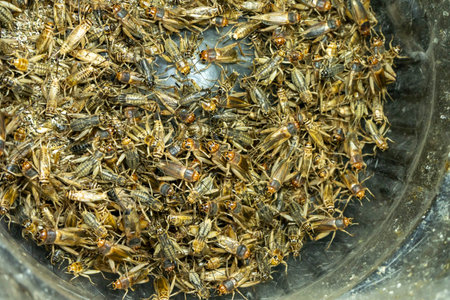 Insects Crickets Dark Swarm Texture Close-up Many Background Wildlife Natural Animals Overcrowded Brown Entomology Naturの写真素材