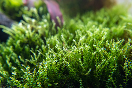 background decorative green nature plant tropical water aquarium aquatic closeup colorful underwater oxygen natural lighの写真素材