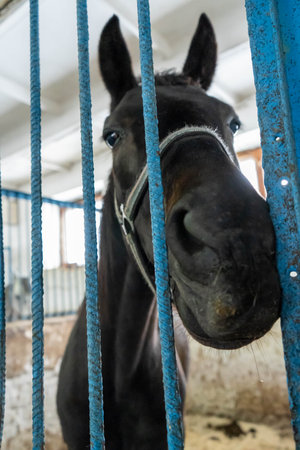 horses stable animals farm equestrian stallion brown head ranch portrait equine mare nature white barn rural paddockの写真素材