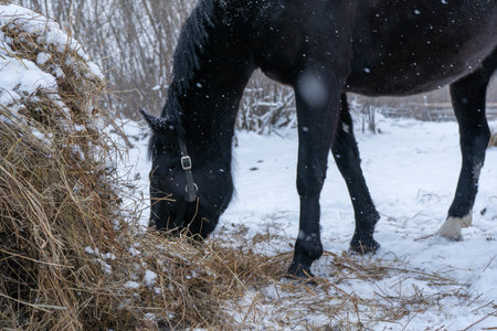 Black horse hay street snow food animal winter feed movement frost hooves darkness evening pasture cold walk nature sounの写真素材