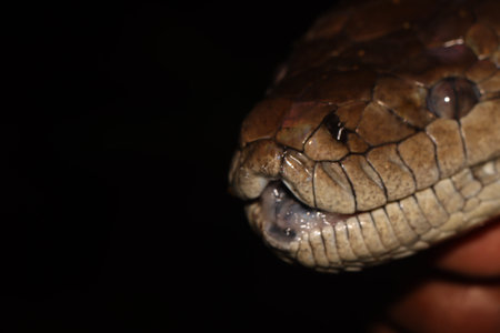 Close up photo of snake head with black background