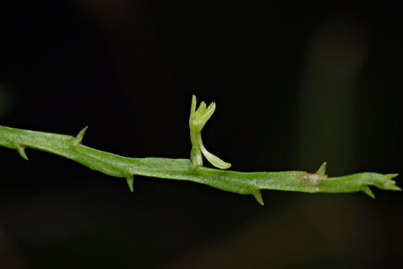 Close up photo of Taeniophyllum (Orchid) flower from Indonesian New Guinea
