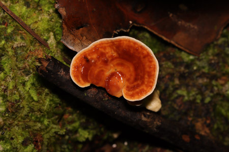 Brown mushroom on the tree twig with black backgroundの写真素材