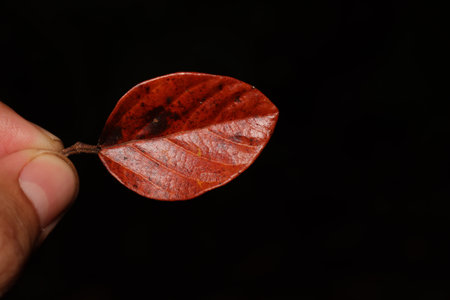 close up photo of brown leaf with black background