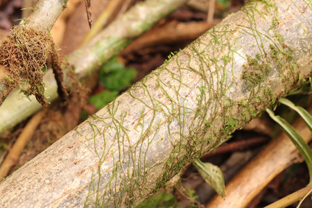 close up photo of white tree trunk
