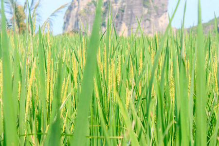 A vibrant, close-up view of a lush green rice paddy field with emerging golden rice grains, showcasing agricultural growth and natural beauty.の写真素材