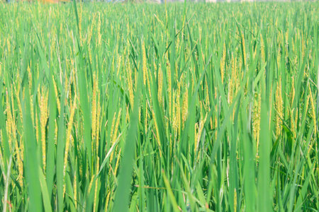 A vibrant, close-up view of a lush green rice paddy field with emerging golden rice grains, showcasing agricultural growth and natural beauty.の写真素材