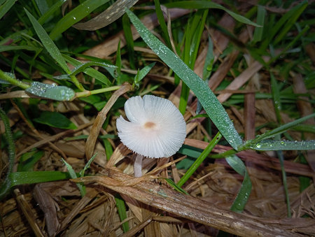 The white Leucocoprinus fragilissimus or fragile dapperling mushroom blooms perfectly among the wild grassの写真素材