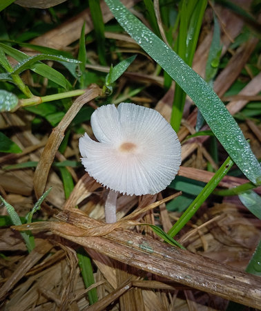 The white Leucocoprinus fragilissimus or fragile dapperling mushroom blooms perfectly among the wild grassの写真素材