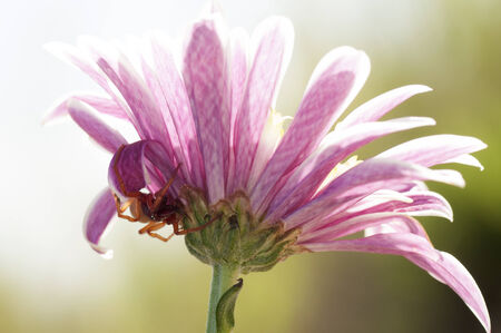  Pink flower with spiderの写真素材