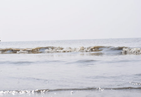Dolphins swimming in ocean