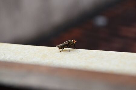 Blow fly, carrion fly, bluebottles or cluster flyの写真素材