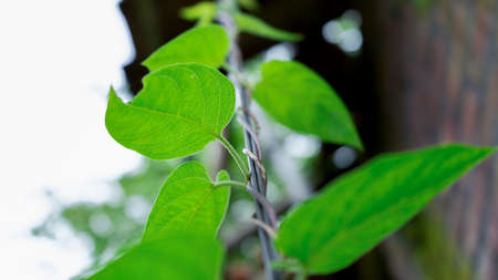 Vine plant attached to cableの写真素材