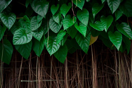 Close up Curtain Ivy plant