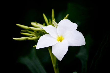 Beautiful Plumeria flowers